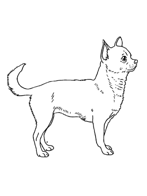 Lost Dog - Lost Chihuahua in Downey, CA US