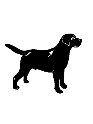 Found Dog - Found Labrador Retriever in Clinton, MS US