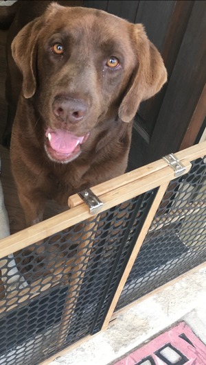 Safe Labrador Retriever in Boerne, TX