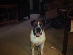 Safe Boxer in Chesterfield, MO