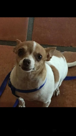 Safe Chihuahua in Tucson, AZ