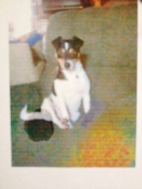 Safe Rat Terrier in New Providence, PA