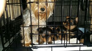 Safe Yorkshire Terrier in Vacaville, CA