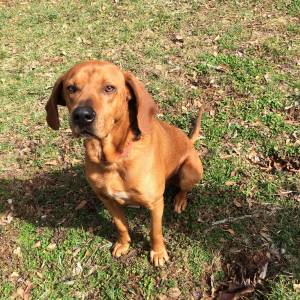 Safe Redbone Coonhound in Lawrenceville, GA