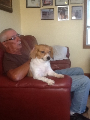Safe Beagle in Millsboro, DE