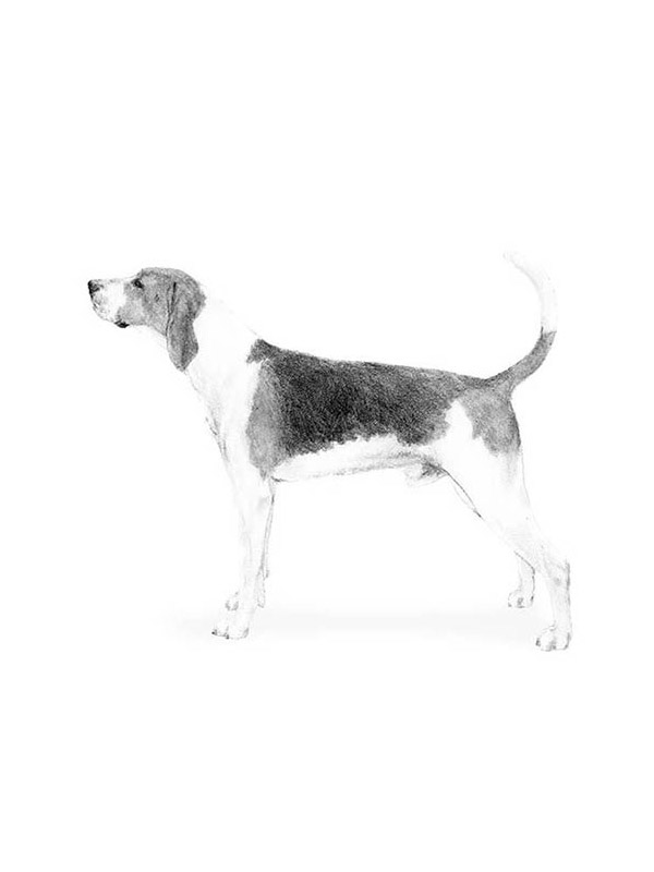 Safe Treeing Walker Coonhound in Eau Claire, PA