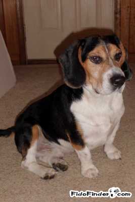 Safe Beagle in Midlothian, VA