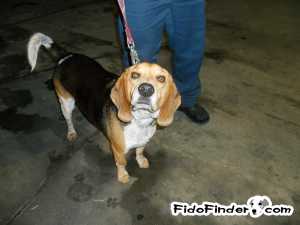 Safe Beagle in Corona, NY