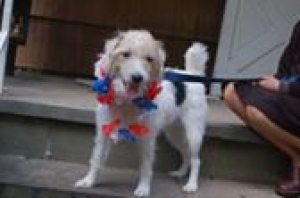Safe Jack Russell Terrier in Garrett Park, MD