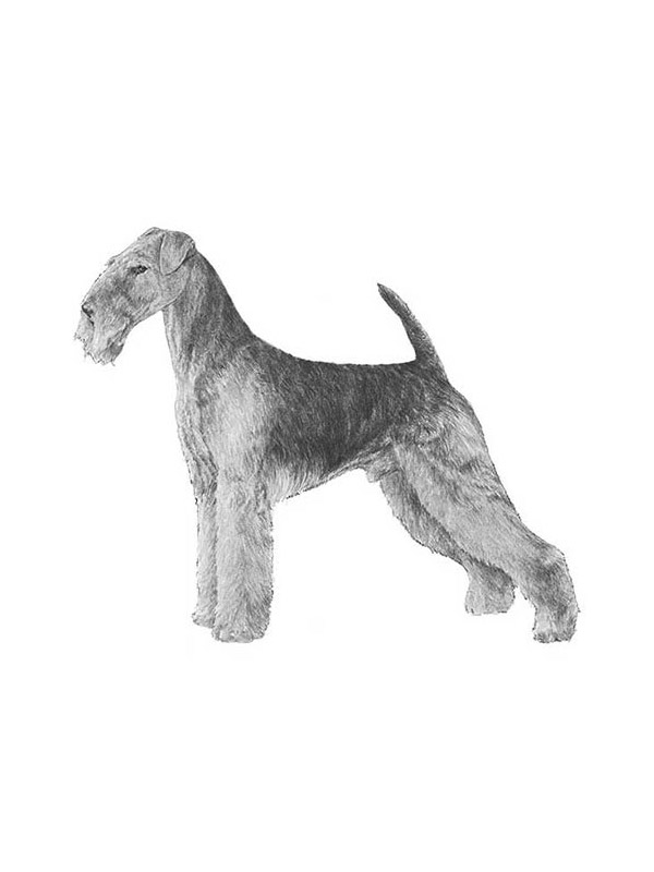 Safe Airedale Terrier in Hope, ND