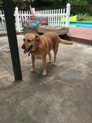Safe Labrador Retriever in Jacksonville, FL