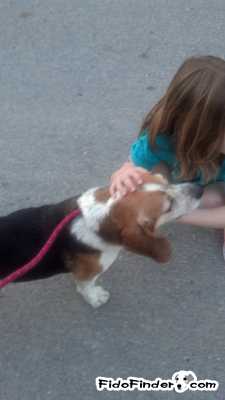 Safe Beagle in Port Trevorton, PA