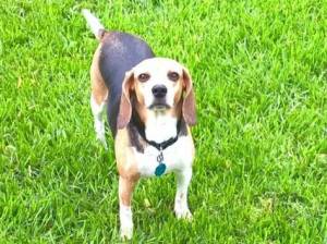Safe Beagle in Clayton, OH