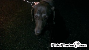 Safe Labrador Retriever in Auburn, WA