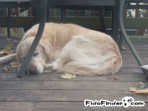 Safe Golden Retriever in East Meadow, NY
