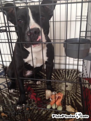 Safe American Staffordshire Terrier in Brooklyn, NY