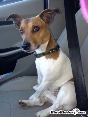 Safe Jack Russell Terrier in Walterboro, SC