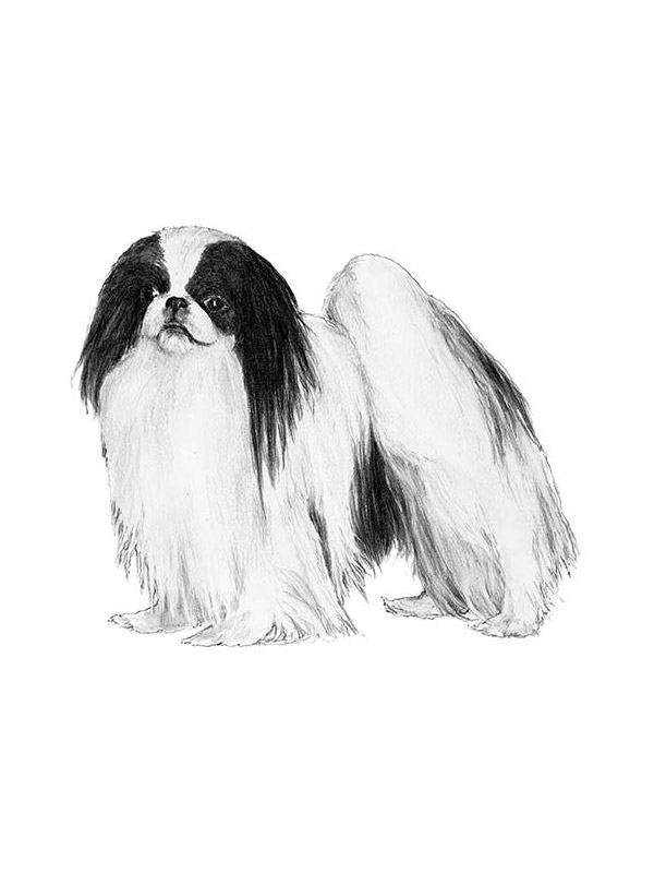 Safe Japanese Chin in Watertown, MN