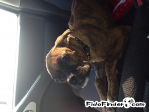 Safe Boxer in Suffield, CT