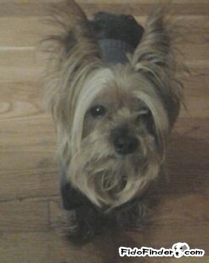 Safe Yorkshire Terrier in Jamaica, NY