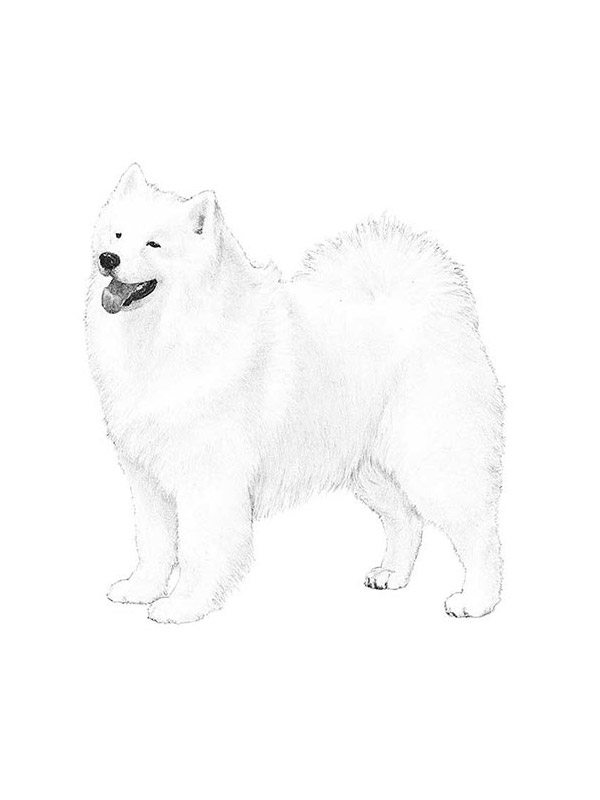Safe Samoyed in Cooperstown, PA