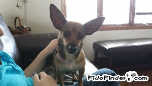 Safe Chihuahua in Janesville, WI