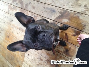 Safe French Bulldog in New Albany, OH