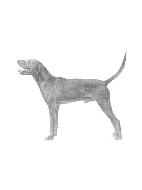Safe Redbone Coonhound in Hallettsville, TX