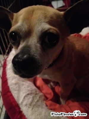 Safe Chihuahua in Merchantville, NJ