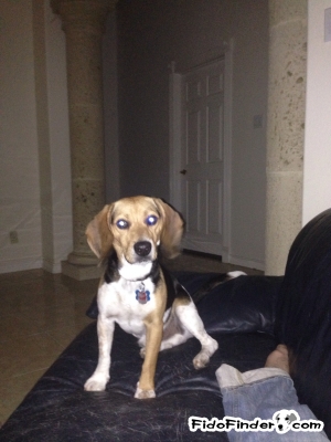 Safe Beagle in Laredo, TX