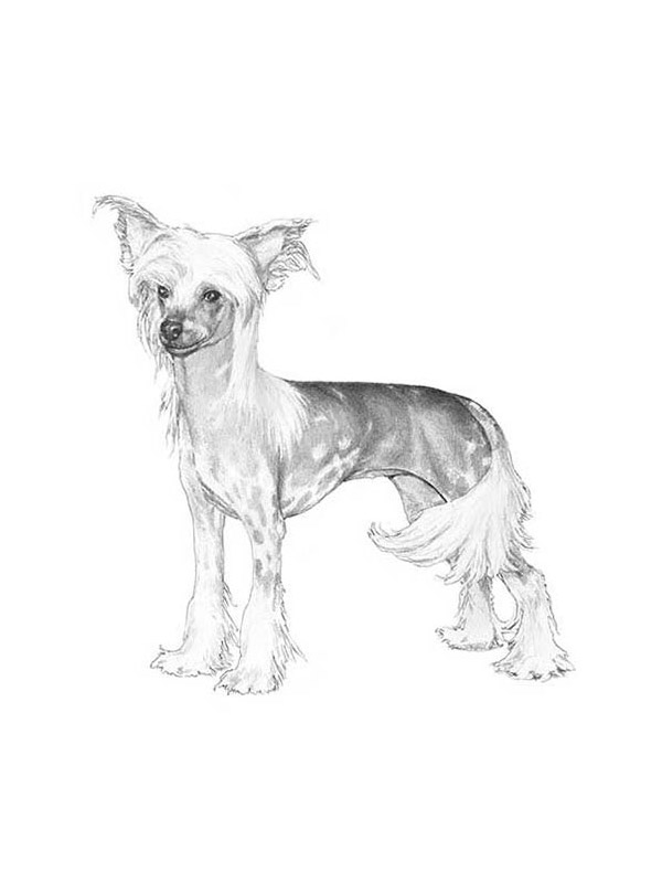 Safe Chinese Crested in Boyds, MD