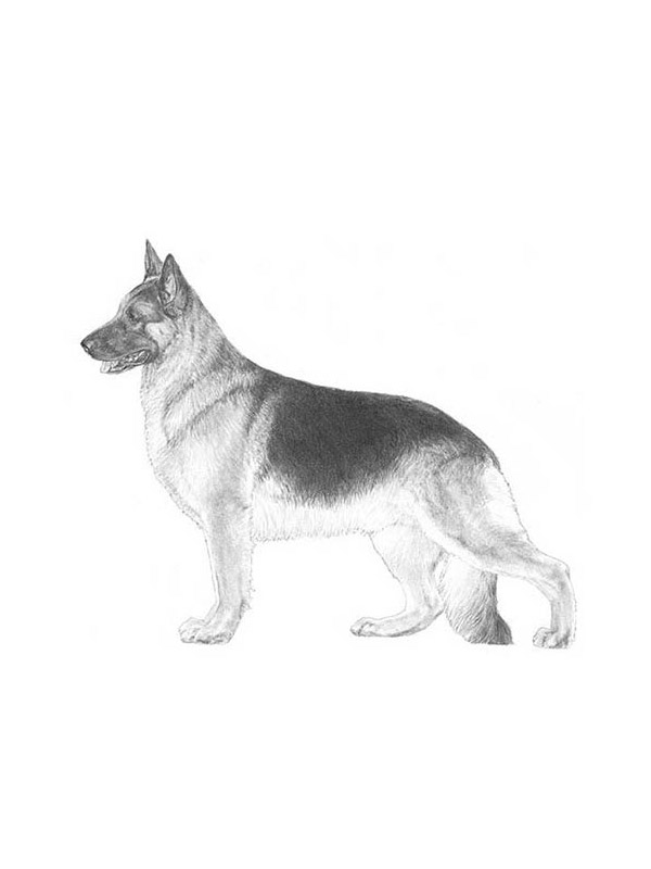 Safe German Shepherd Dog in Saxe, VA