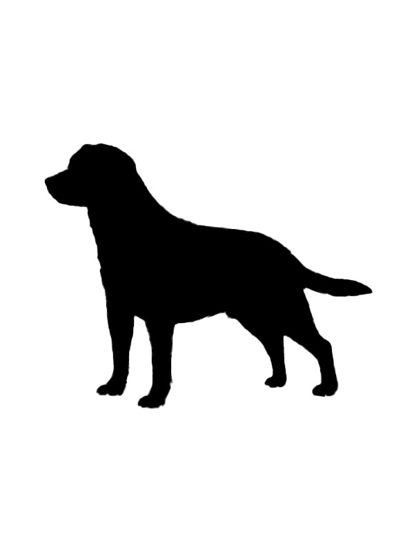 Safe Dog in Columbia, VA