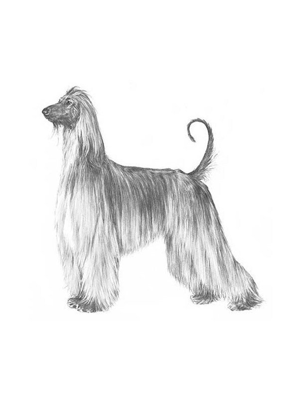 Safe Afghan Hound in High Point, NC