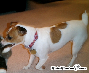 Safe Jack Russell Terrier in Knoxville, TN