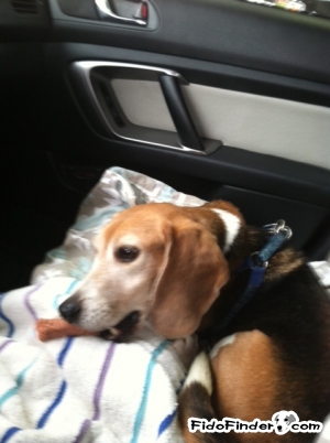 Safe Beagle in Newport, VA