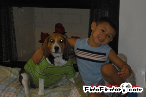Safe Beagle in Tomball, TX