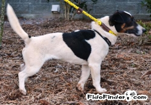 Safe Jack Russell Terrier in Reston, VA