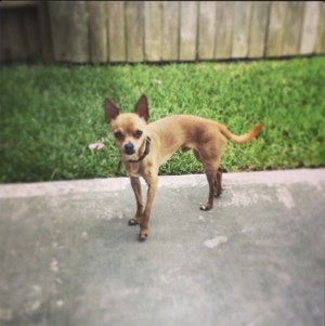 Safe Chihuahua in Katy, TX