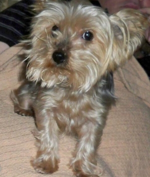 Safe Yorkshire Terrier in Old Hickory, TN