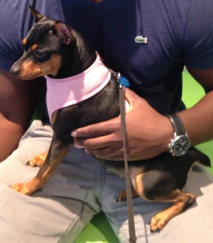 Safe Miniature Pinscher in New York, NY