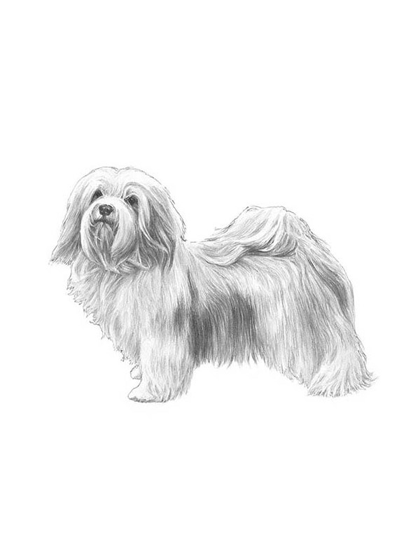 Safe Havanese in Water Mill, NY