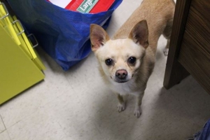 Safe Chihuahua in White Plains, MD