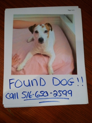 Safe Jack Russell Terrier in Smithtown, NY