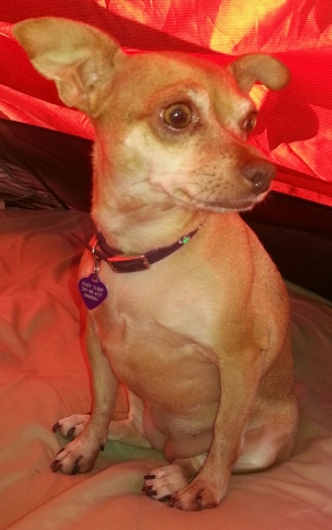 Safe Chihuahua in Stockton, CA