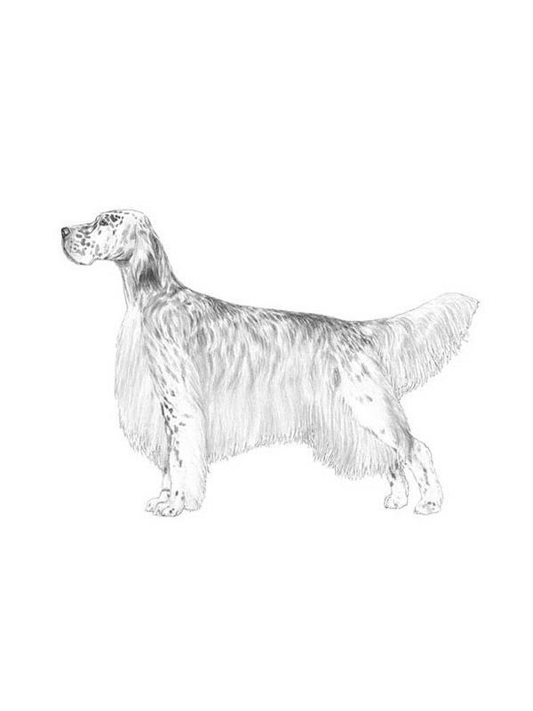 Safe English Setter in Clark, MO