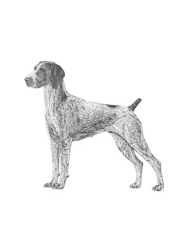 Safe German Shorthaired Pointer in Schroon Lake, NY
