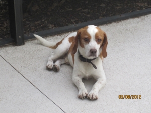 Safe Beagle in Conneaut Lake, PA
