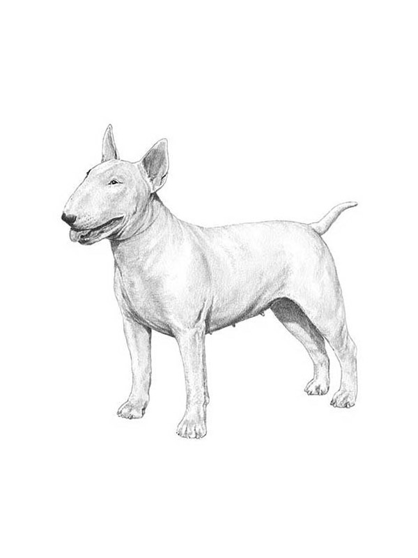 Safe Bull Terrier in Woodinville, WA