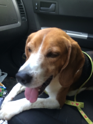 Safe Beagle in Cato, NY